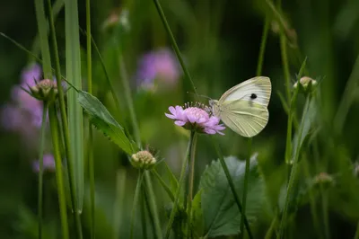 Cream Butterfly on Pink Wildflower Macro