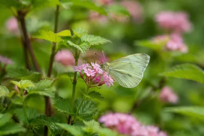 Butterfly Resting on Pink Garden Blossoms