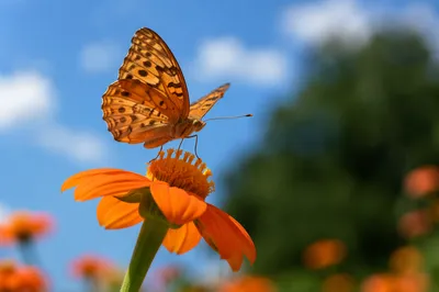Orange Butterfly on Garden Flower Macro