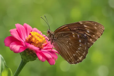 Brown Butterfly on Pink Garden Bloom