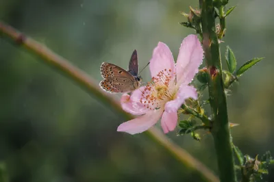Butterfly on Pale Pink Garden Blossom