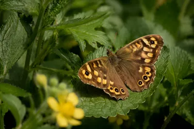 Brown Butterfly on Garden Leaves Macro
