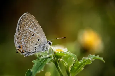 Dewy Butterfly Resting in Morning Garden