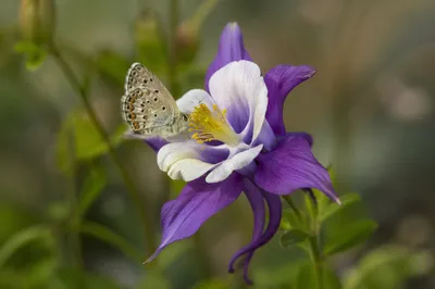 Butterfly on Purple Garden Flower Macro