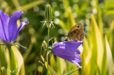 Butterfly on Violet Garden Flower Macro