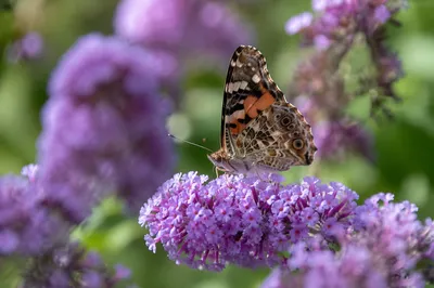 Butterfly on Purple Garden Blossoms