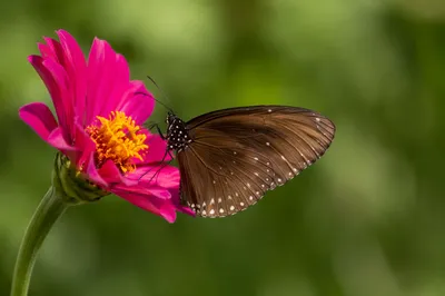 Brown Butterfly on Magenta Garden Flower