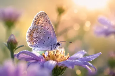 Dewy Butterfly on Sunrise Garden Flower