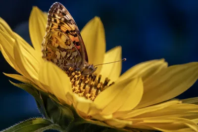 Butterfly Feeding on Yellow Garden Flower