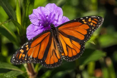 Orange Butterfly on Purple Garden Flower
