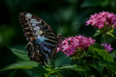 Macro Butterfly on Pink Garden Flowers
