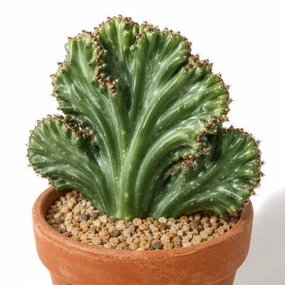 Crested Potted Cactus on White Background