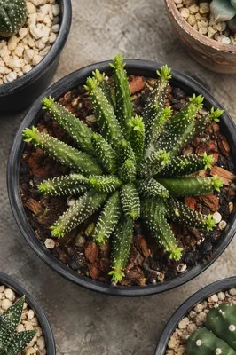 Overhead Potted Cactus Succulent Collection