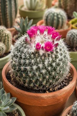 Blooming Barrel Cactus in Greenhouse Pot