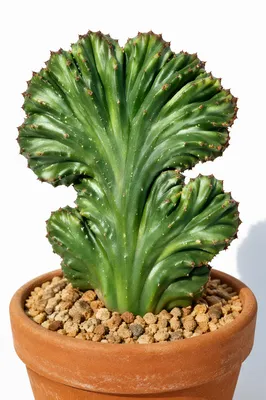 Crested Potted Cactus Succulent on White