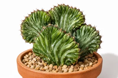 Crested Potted Cactus on White Background