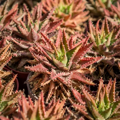 Potted Cactus Succulents in Morning Sunlight