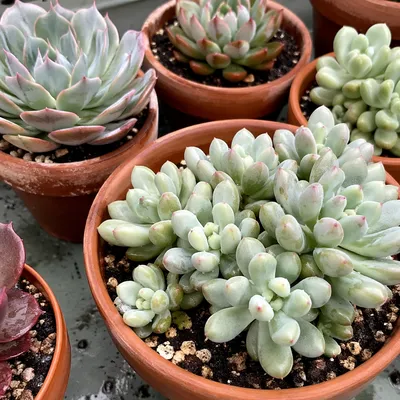 Potted Succulent Garden on Green Patio Table