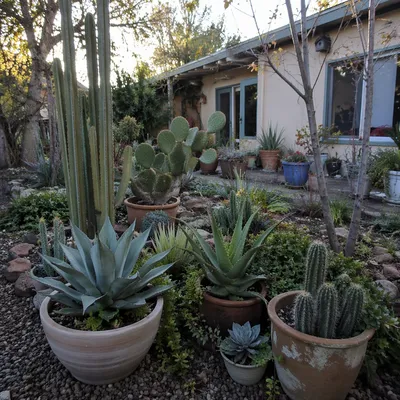 Potted Cacti and Succulents in Courtyard Garden