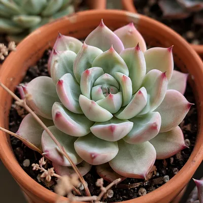 Potted Mint Succulent Rosette in Terracotta