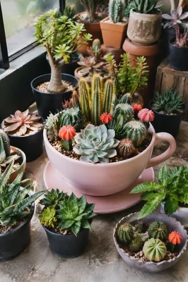 Potted Cactus and Succulent Greenhouse Collection