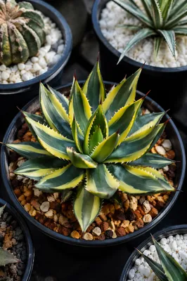 Potted Variegated Agave Succulent Collection