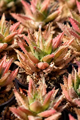 Potted Cactus Succulents in Morning Sunlight