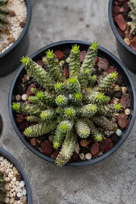 Potted Cactus Succulent Collection on Concrete
