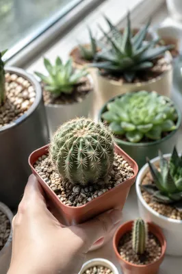 Sunlit Cactus and Succulent Windowsill Closeup