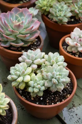 Potted Succulent Collection on Green Patio Table