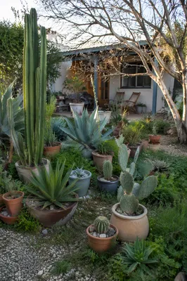 Potted Cacti and Succulents in Courtyard Garden