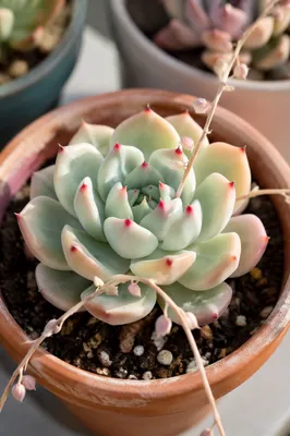 Potted Succulent Rosette in Morning Light