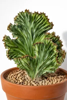 Crested Potted Cactus on White Background