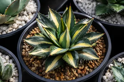 Variegated Agave Succulent in Black Pot