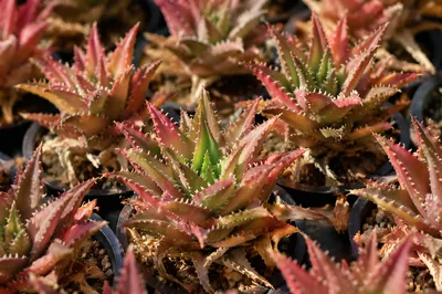 Potted Cactus Succulents in Morning Sunlight