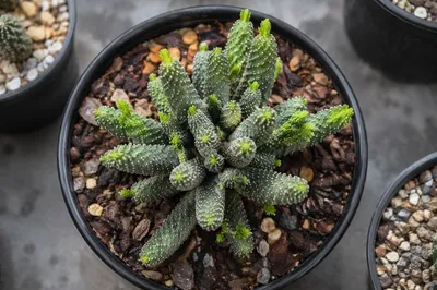 Potted Cactus Succulent on Gray Concrete