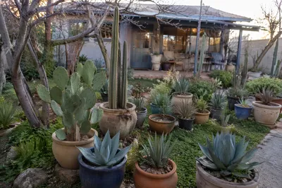 Potted Cactus Succulent Courtyard Garden