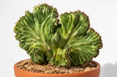 Crested Potted Cactus on White Background