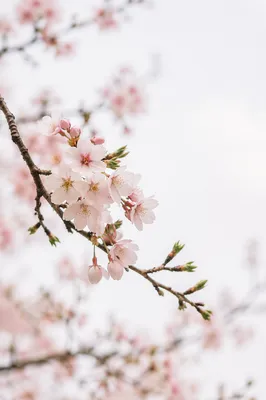 Soft Pink Cherry Blossom Spring Branch