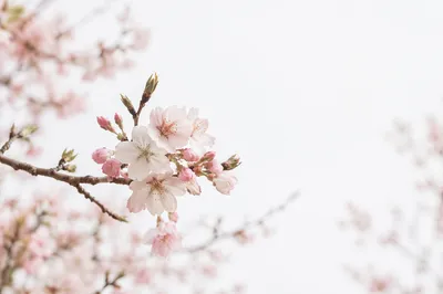 Soft Pink Cherry Blossoms in Spring