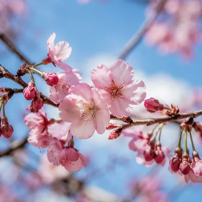 Pink Cherry Blossom Branch in Spring Light
