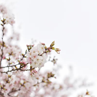 Pink Cherry Blossom Branch in Spring Light
