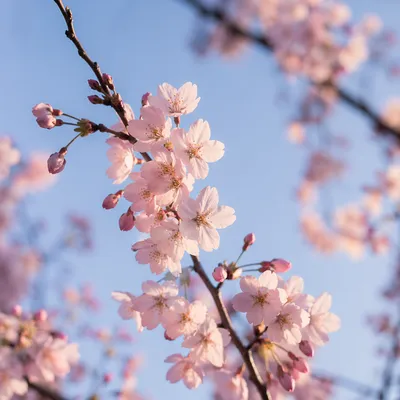 Pale Pink Cherry Blossoms in Spring Light