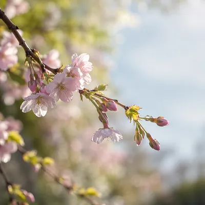 Delicate Cherry Blossom Branch in Morning Light