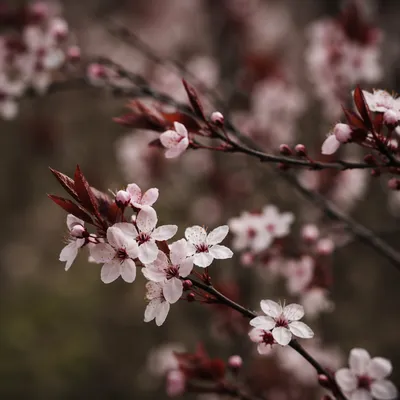Delicate Cherry Blossom Branch in Spring