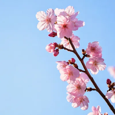 Pink Cherry Blossom Branch Against Blue Sky