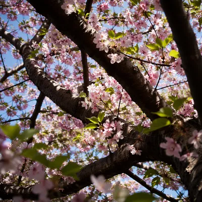 Cherry Blossom Canopy in Spring Sunlight