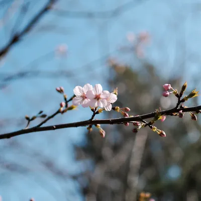 Cherry Blossom Branch in Spring Light