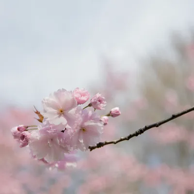 Delicate Cherry Blossom Branch in Spring