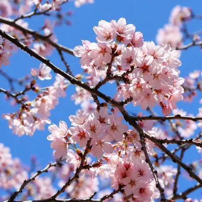 Pink Cherry Blossom Branches in Spring Sky